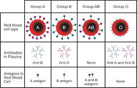 ABO Blood Grouping System