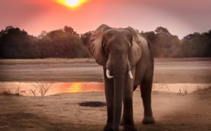 Kodanad elephant kerala